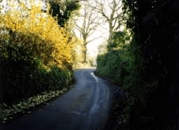 Dog Lane